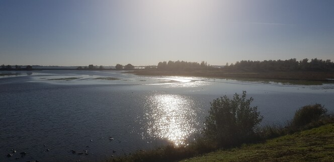 uitzicht op water bij Oosterse bekade gorzen bij Numansdorp